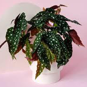begonia maculata