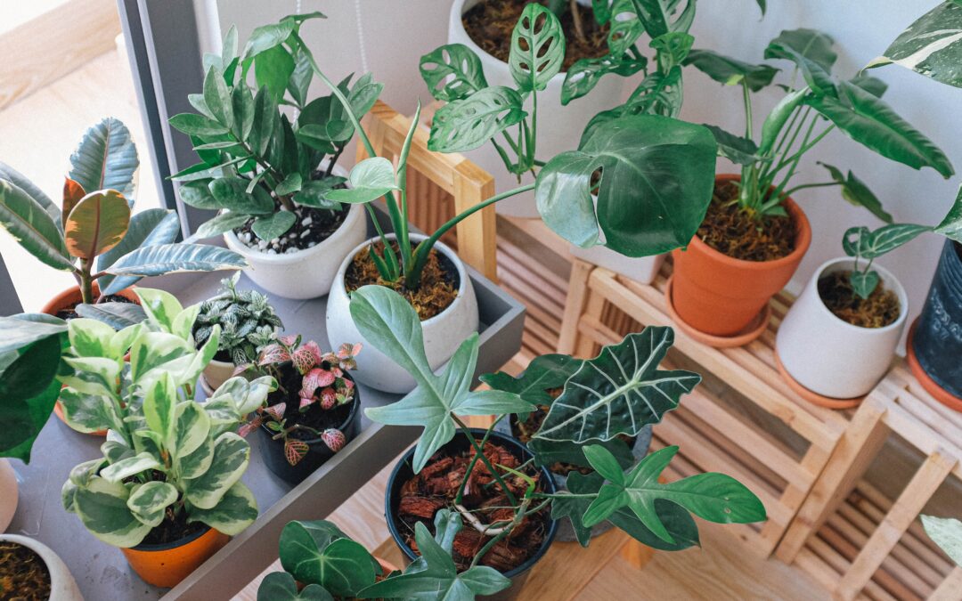Rare Finds: Discover These Lesser-Known Exotic House Plants! 🌱